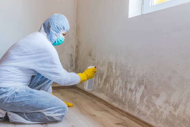 Licensed Mold Inspection service in Patton, PA - WQB Mold Removal